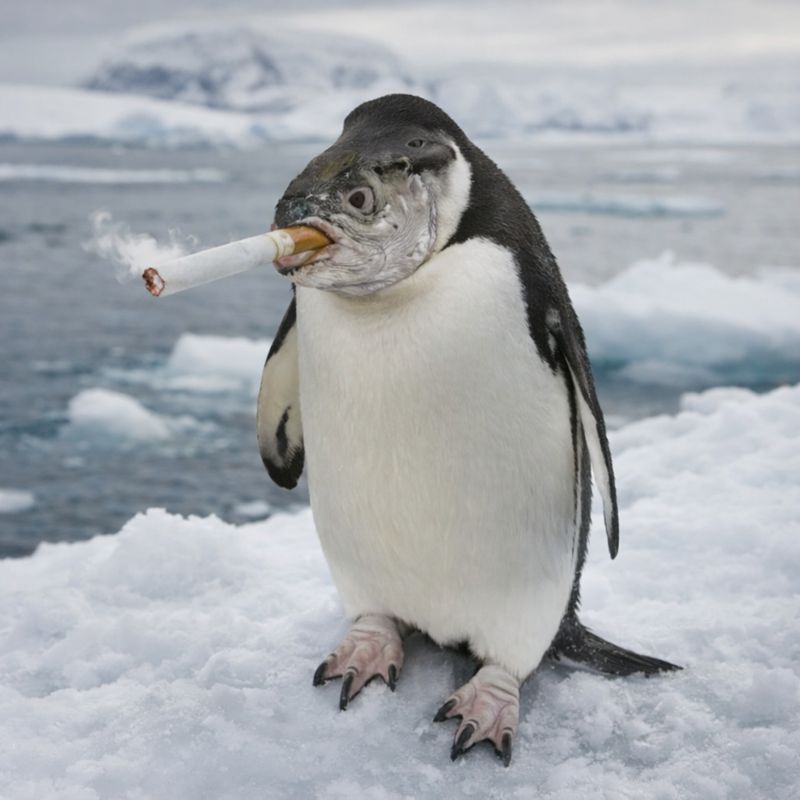 The Smoking Penguin Fish